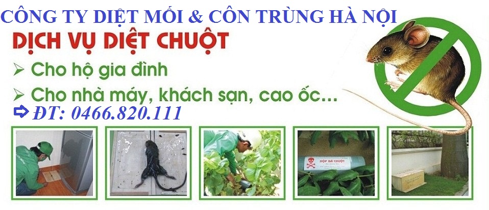 Dịch Vụ Diệt Chuột